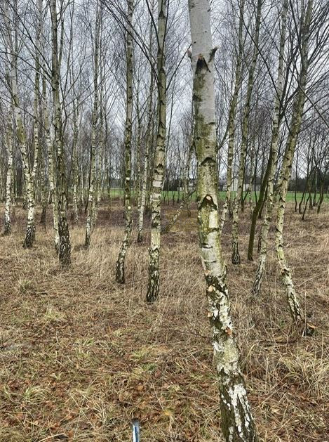 Działka Sprzedaż Krajęczyn