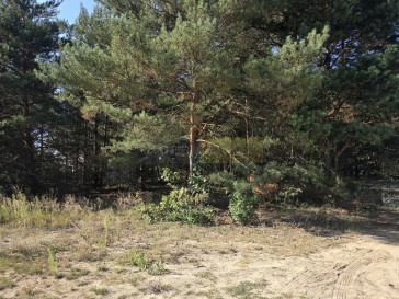 Działka Sprzedaż Izabelin-Dziekanówek