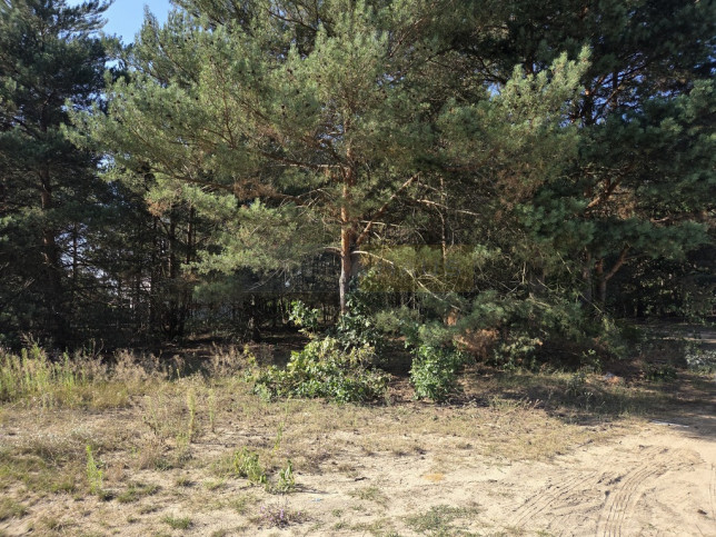 Działka Sprzedaż Izabelin-Dziekanówek 5