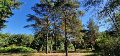 Działka Sprzedaż Kazuń-Bielany
