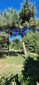 Działka Sprzedaż Kazuń-Bielany