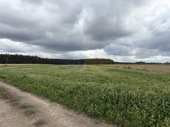 Działka Sprzedaż Wilamy 1