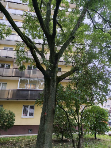 Mieszkanie Sprzedaż Warszawa Antka Rozpylacza 7