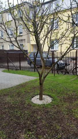 Dom Sprzedaż Warszawa Włochy 5