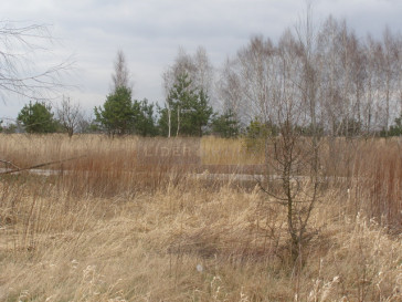 Działka Sprzedaż Łomna-Las