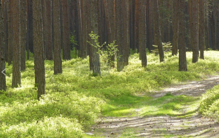 Działka Sprzedaż Huta Podgórna 2