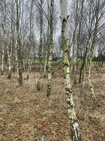 Działka Sprzedaż Krajęczyn 8